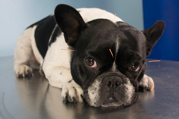 L’acupuncture pour votre compagnon