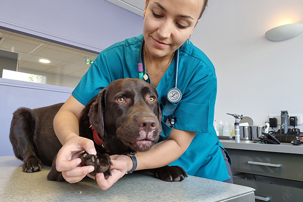 Veterinärmedizinische Forschung