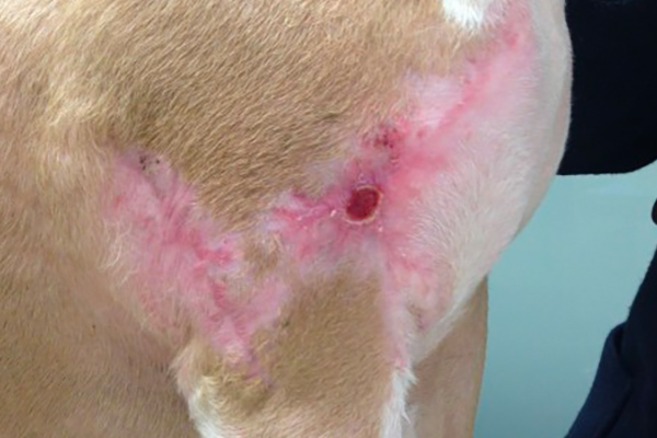 Traitement innovant des plaies