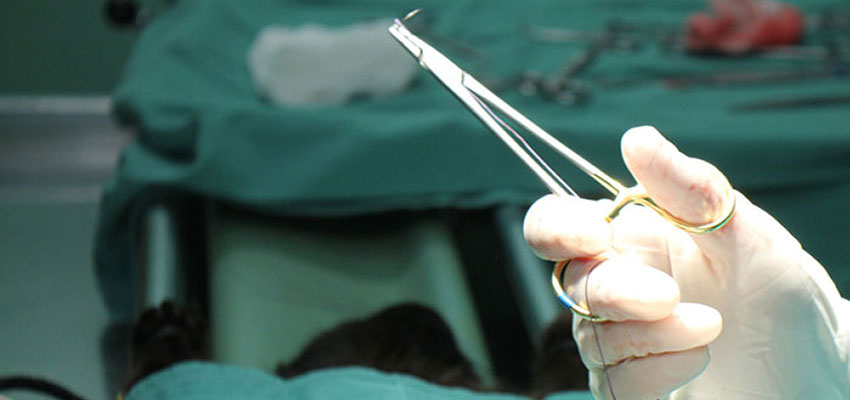 Castration par endochirurgie | Deiereklinik