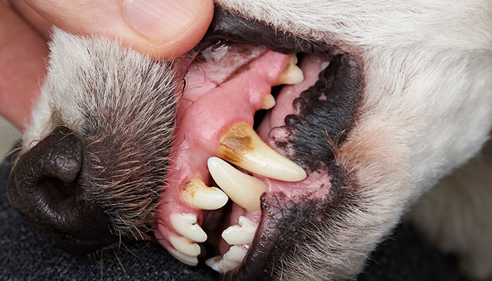 Dentisterie vétérinaire