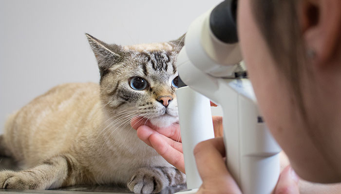 Ophtalmologie vétérinaire